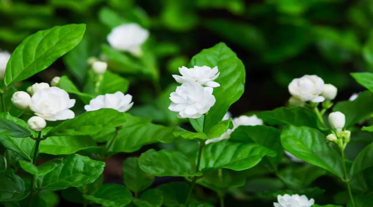 white jasmine flower